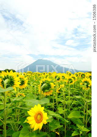 One side and one-sided sunflower 1506386