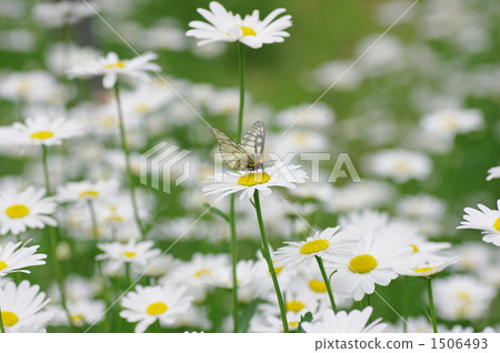 瑪格麗特場 瑪格麗特場 1506493