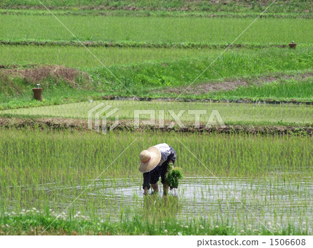 Rice planting 1506608