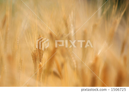 cion, wheat, grain 1506725