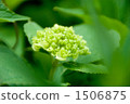  hydrangea 1506875