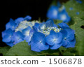  hydrangea 1506878