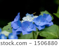  hydrangea 1506880