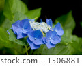 hydrangea, gaku hydrangea, bloom 1506881