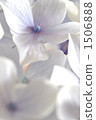 Hydrangea's Up 1506888