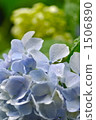 pitiful, tidy, light purple 1506890