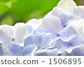 Hydrangea 1 1506895