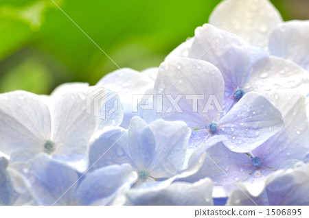 Hydrangea 1 Hydrangea 1 1506895