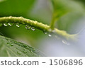 cane, stalk, stem 1506896