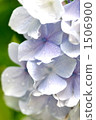 Hydrangea after the rain 1506900