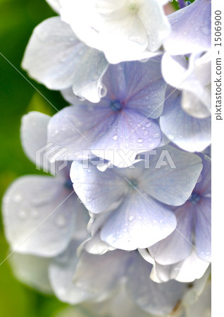 Hydrangea after the rain 1506900