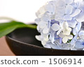 A black vessel and a hydrangea 1506914