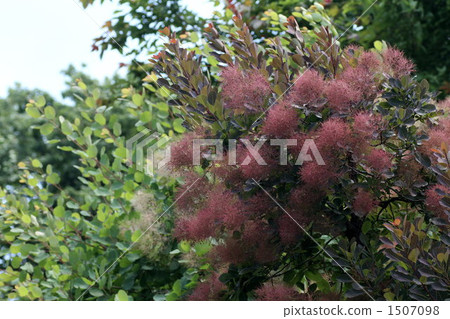 黃櫨 煙霧樹 普通煙樹 1507098