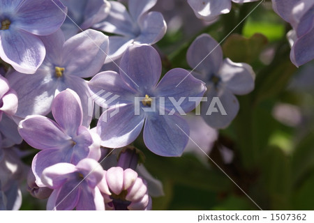 Lucky Lilac 1507362