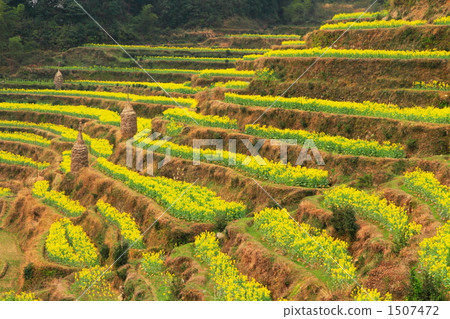 盛開的油菜花稻田(江西省,中國) 盛開的油菜花稻田(江西省,中國) 1507472