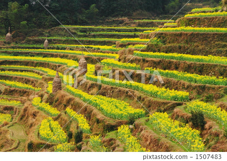 Rape blossoms in full bloom Rice paddies (Jiangxi Province, China) Rape blossoms in full bloom Rice paddies (Jiangxi Province, China) 1507483