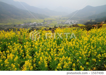Rape blossoms full blooming rural areas (Jiangxi Province, China) 1507499