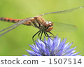Higo thai and dragonfly 1507514