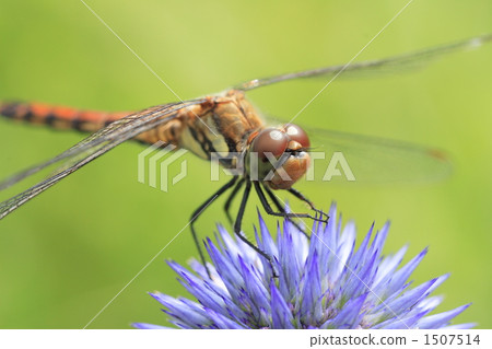 Higo thai and dragonfly Higo thai and dragonfly 1507514