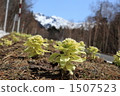 Spring coming 1507523