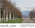  White birch trees 1507529