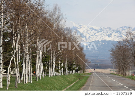  White birch trees 1507529