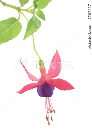 Fuchsia Fuchsia 1507657