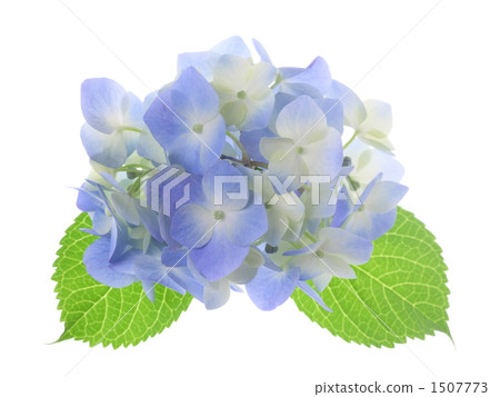 Hydrangea Hydrangea 1507773