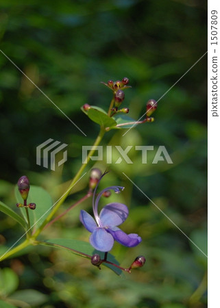 A flower similar to a butterfly - Blue Elfin 1507809
