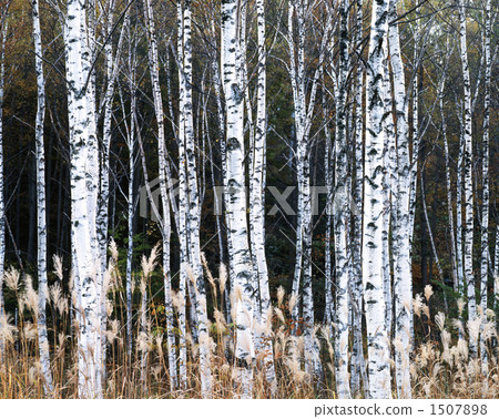 White birch 1507898