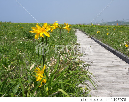 Ezokan elephant blooming in the early summer wilderness 1507978