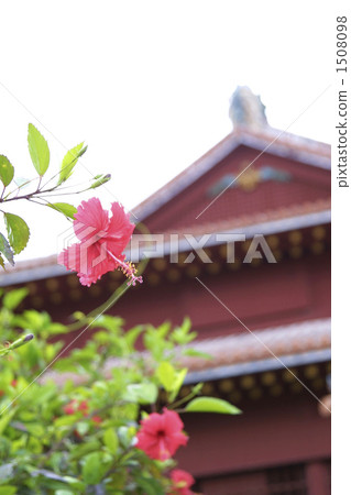 Hibiscus of Shuri Castle Hibiscus of Shuri Castle 1508098