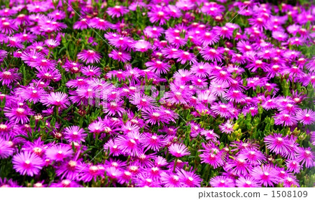trailing ice plant, fig marigold, lampranthus spectabilis 1508109