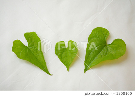 leaf, plurality, lined up 1508160