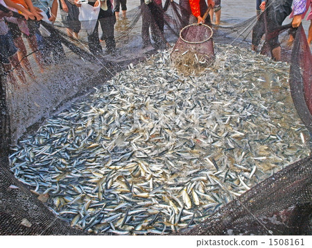 beach seine net, big catch, good catch 1508161