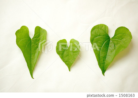 leaf, foliage, leaves 1508163