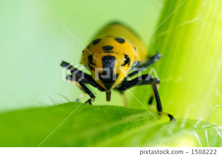 Go straight ahead! 1508222