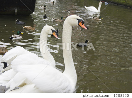 migratory, migratory bird, duck 1508330