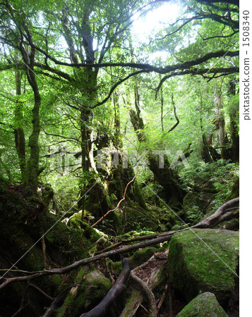 Yakushima Mononoke's forest Yakushima Mononoke's forest 1508340