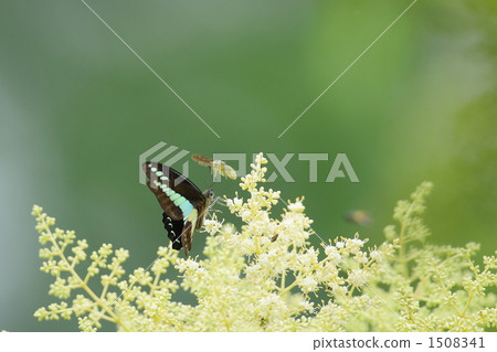 Aosugegeha and bee Aosugegeha and bee 1508341