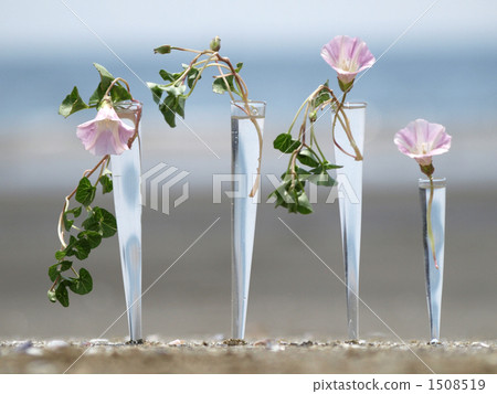 Umbrellas of the city and Hamahirugao Umbrellas of the city and Hamahirugao 1508519