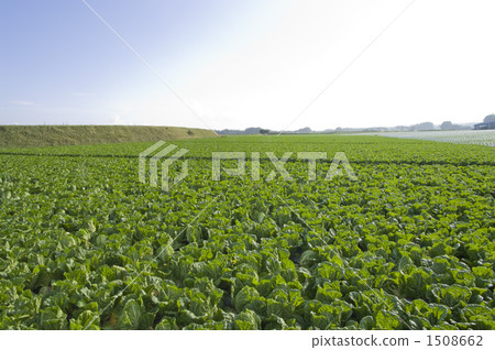 lettuce field, field, farm 1508662