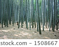 竹叢 竹子 竹 1508667