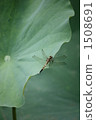 荷花葉 蓮花 蜻蜓 1508691