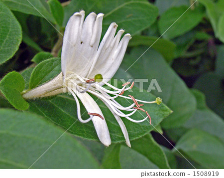 金銀花，其中兩朵花排成一列 1508919