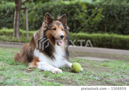 Ball and Shelty 1508959