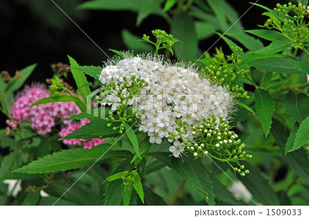 樹木·薔薇科 1509033