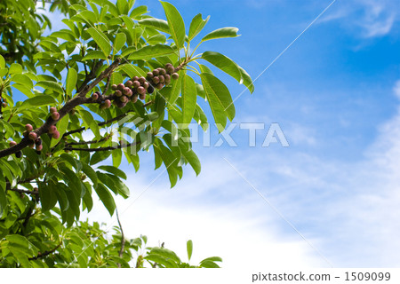 榕樹和天空 1509099