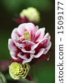 fan columbine, aquilegia flabellata, abloom 1509177