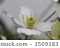montana, clematis, abloom 1509183